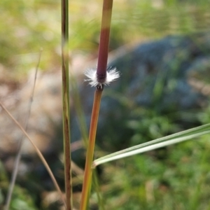 Sorghum leiocladum at The Pinnacle - 6 Dec 2023