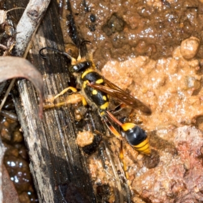 Sceliphron formosum (Formosum mud-dauber) at Hawker, ACT - 5 Dec 2023 by AlisonMilton