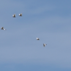 Cacatua sanguinea (Little Corella) at The Pinnacle - 5 Dec 2023 by AlisonMilton