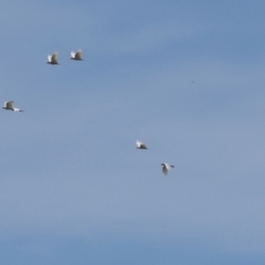 Cacatua sanguinea (Little Corella) at Belconnen, ACT - 4 Dec 2023 by AlisonMilton