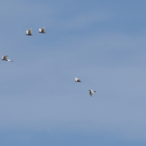 Cacatua sanguinea at The Pinnacle - 5 Dec 2023