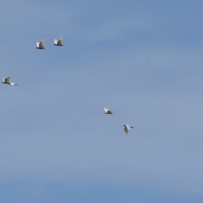 Cacatua sanguinea (Little Corella) at The Pinnacle - 5 Dec 2023 by AlisonMilton