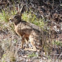 Lepus capensis (Brown Hare) at The Pinnacle - 5 Dec 2023 by AlisonMilton