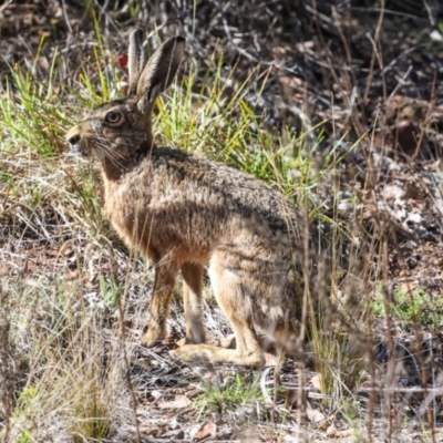 Lepus capensis (Brown Hare) at The Pinnacle - 5 Dec 2023 by AlisonMilton