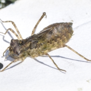 Anisoptera (suborder) at Higgins, ACT - 5 Dec 2023 01:14 PM