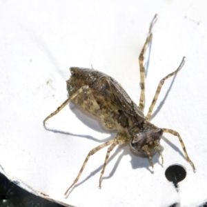 Anisoptera (suborder) at Higgins, ACT - 5 Dec 2023