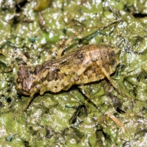 Anisoptera (suborder) at Higgins, ACT - 5 Dec 2023