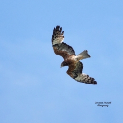 Lophoictinia isura (Square-tailed Kite) at Broulee Moruya Nature Observation Area - 1 Dec 2023 by Gee