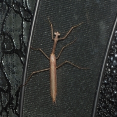 Unidentified Praying mantis (Mantodea) at Higgins, ACT - 5 Dec 2023 by AlisonMilton