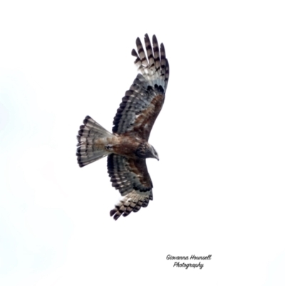 Lophoictinia isura (Square-tailed Kite) at Broulee Moruya Nature Observation Area - 30 Nov 2023 by Gee