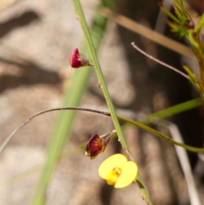 Bossiaea ensata (Sword Bossiaea) at Hill Top, NSW - 1 Dec 2023 by Curiosity