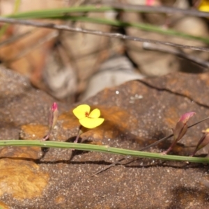 Bossiaea ensata at Wingecarribee Local Government Area - 1 Dec 2023 11:33 AM