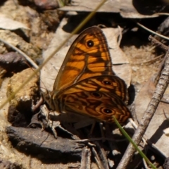 Geitoneura acantha (Ringed Xenica) at Hill Top, NSW - 1 Dec 2023 by Curiosity