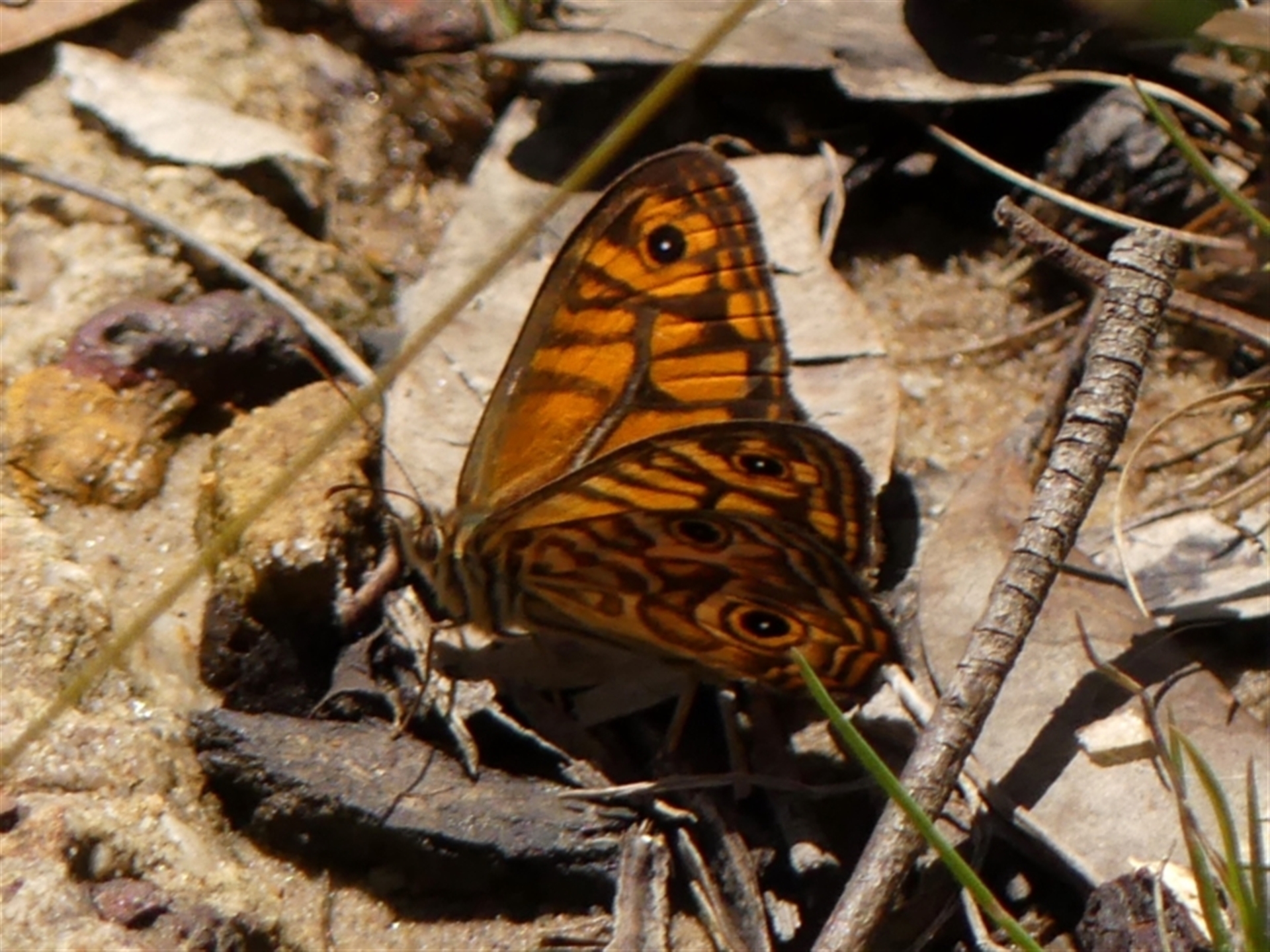 Geitoneura acantha at Undefined Area - 1 Dec 2023 11:37 AM