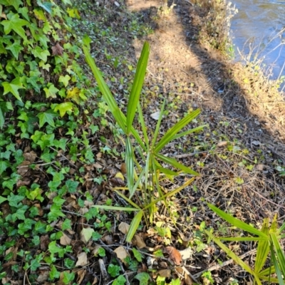 Washingtonia filifera (California Fan Palm) at Evatt, ACT - 5 Dec 2023 by Jiggy