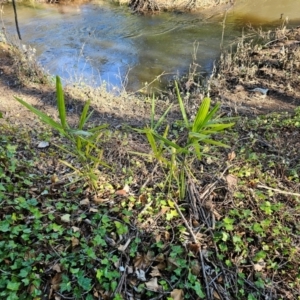 Washingtonia filifera at Evatt, ACT - 6 Dec 2023