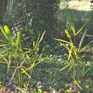 Washingtonia filifera at Evatt, ACT - 6 Dec 2023