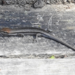 Lampropholis guichenoti (Common Garden Skink) at Cotter River, ACT - 5 Dec 2023 by JohnBundock