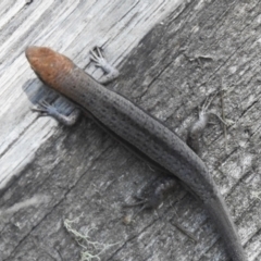 Lampropholis guichenoti at Namadgi National Park - 6 Dec 2023 09:54 AM