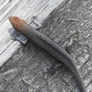 Lampropholis guichenoti at Namadgi National Park - 6 Dec 2023 09:54 AM