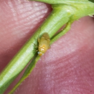 Lygaeidae (family) at Strathnairn, ACT - 22 Nov 2023