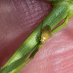 Lygaeidae (family) at Strathnairn, ACT - 22 Nov 2023