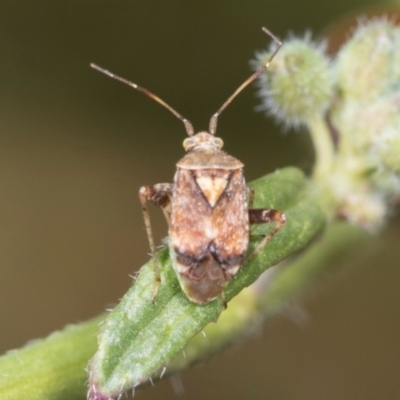 Sidnia kinbergi (Australian crop mirid) at Strathnairn, ACT - 22 Nov 2023 by AlisonMilton