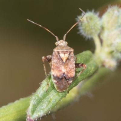 Sidnia kinbergi (Australian crop mirid) at Strathnairn, ACT - 21 Nov 2023 by AlisonMilton