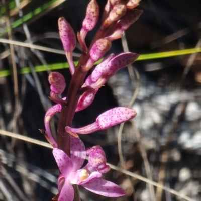 Dipodium roseum (Rosy Hyacinth Orchid) at Captains Flat, NSW - 5 Dec 2023 by Csteele4