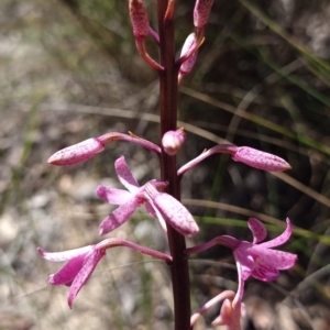 Dipodium roseum at QPRC LGA - 6 Dec 2023