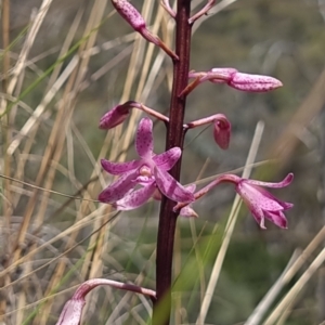 Dipodium roseum at QPRC LGA - 6 Dec 2023