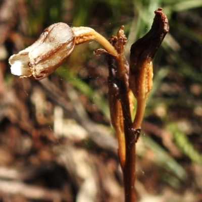 Gastrodia sesamoides (Cinnamon Bells) at Namadgi National Park - 5 Dec 2023 by JohnBundock