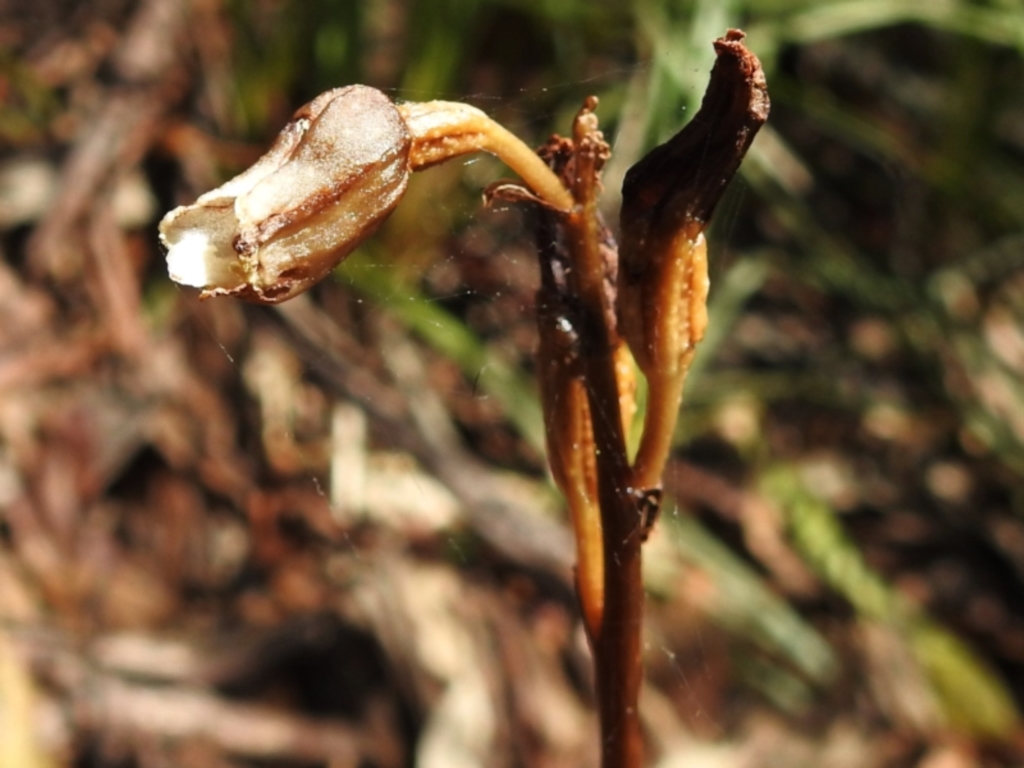 Gastrodia sesamoides at Namadgi National Park - 6 Dec 2023