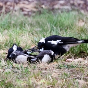 Gymnorhina tibicen at Higgins, ACT - 4 Dec 2023