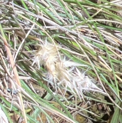 Rytidosperma (genus) (Wallaby Grass) at Mount Ainslie - 6 Dec 2023 by JimL