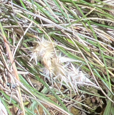 Rytidosperma (genus) (Wallaby Grass) at Mount Ainslie - 6 Dec 2023 by JimL
