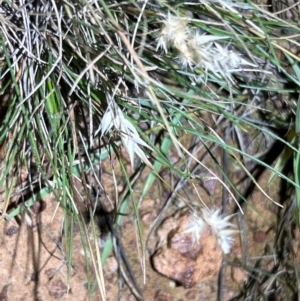 Rytidosperma sp. at Mount Ainslie - 6 Dec 2023 08:22 PM