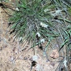 Rytidosperma sp. at Mount Ainslie - 6 Dec 2023