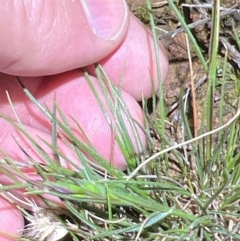 Rytidosperma sp. at Mount Ainslie - 6 Dec 2023