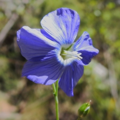 Linum marginale (Native Flax) at Cotter River, ACT - 6 Dec 2023 by JohnBundock