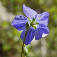 Linum marginale at Namadgi National Park - 6 Dec 2023