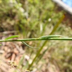 Linum marginale at Namadgi National Park - 6 Dec 2023 11:15 AM