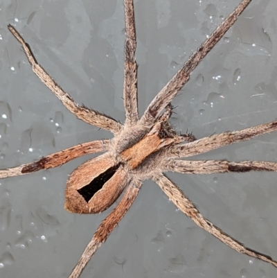 Argoctenus sp. (genus) (Wandering ghost spider) at Lions Youth Haven - Westwood Farm - 5 Dec 2023 by HelenCross