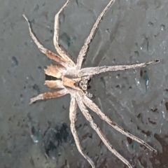 Argoctenus sp. (genus) at Lions Youth Haven - Westwood Farm A.C.T. - 6 Dec 2023