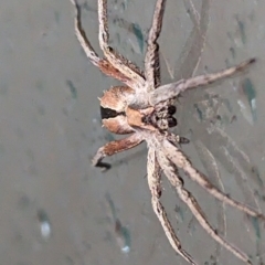 Argoctenus sp. (genus) at Lions Youth Haven - Westwood Farm A.C.T. - suppressed