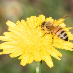 Apis mellifera at Higgins, ACT - 4 Dec 2023 09:04 AM