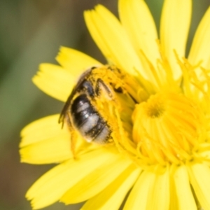 Lasioglossum (Chilalictus) sp. (genus & subgenus) at Higgins, ACT - 4 Dec 2023