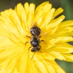 Lasioglossum (Chilalictus) sp. (genus & subgenus) at Higgins, ACT - 4 Dec 2023