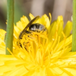 Lasioglossum (Chilalictus) sp. (genus & subgenus) at Higgins, ACT - 4 Dec 2023 08:56 AM