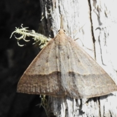 Epidesmia hypenaria (Long-nosed Epidesmia) at Namadgi National Park - 6 Dec 2023 by JohnBundock